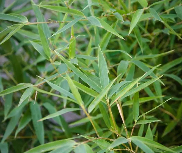 Anma The Secret Garden アパート *